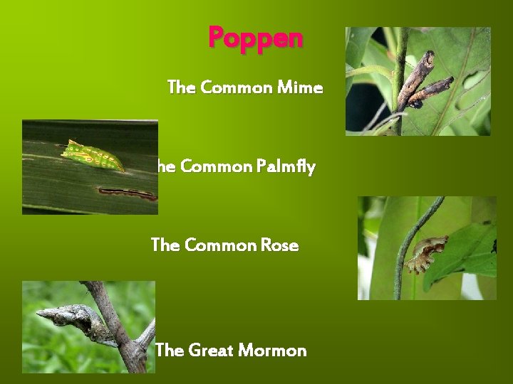 Poppen The Common Mime The Common Palmfly The Common Rose The Great Mormon 