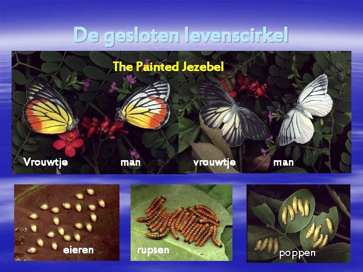 De gesloten levenscirkel The Painted Jezebel Vrouwtje eieren man rupsen vrouwtje man poppen 