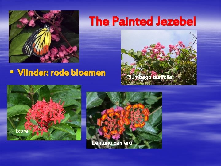 The Painted Jezebel § Vlinder: rode bloemen Plumbago aurifolia Clerodendron panniculatum Ixora Caesalpinia pulcherima