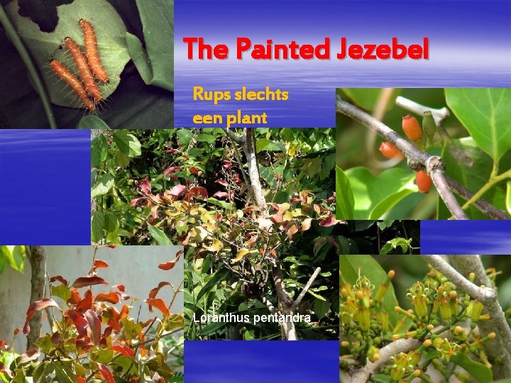 The Painted Jezebel Rups slechts een plant Loranthus pentandra 