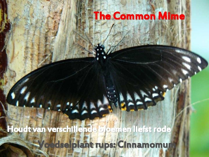 The Common Mime Houdt van verschillende bloemen liefst rode Voedselplant rups: Cinnamomum 