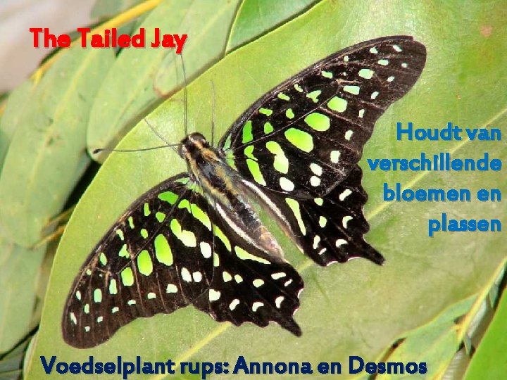 The Tailed Jay Houdt van verschillende bloemen en plassen Voedselplant rups: Annona en Desmos