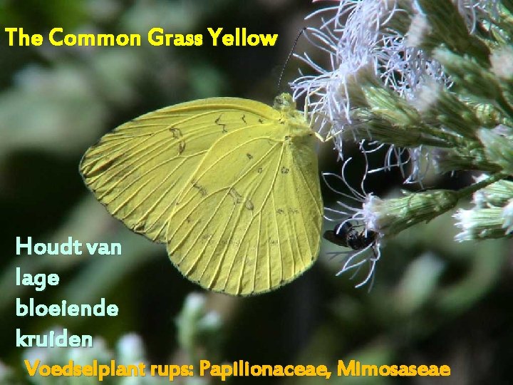 The Common Grass Yellow Houdt van lage bloeiende kruiden Voedselplant rups: Papilionaceae, Mimosaseae 