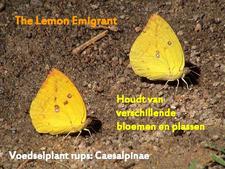 The Lemon Emigrant Houdt van verschillende bloemen en plassen Voedselplant rups: Caesalpinae 