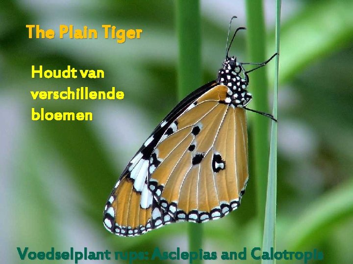 The Plain Tiger Houdt van verschillende bloemen Voedselplant rups: Asclepias and Calotropis 
