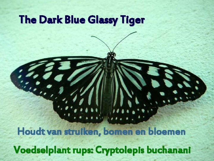 The Dark Blue Glassy Tiger Houdt van struiken, bomen en bloemen Voedselplant rups: Cryptolepis