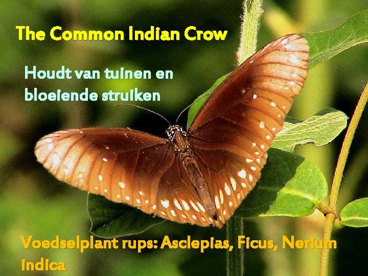 The Common Indian Crow Houdt van tuinen en bloeiende struiken Voedselplant rups: Asclepias, Ficus,