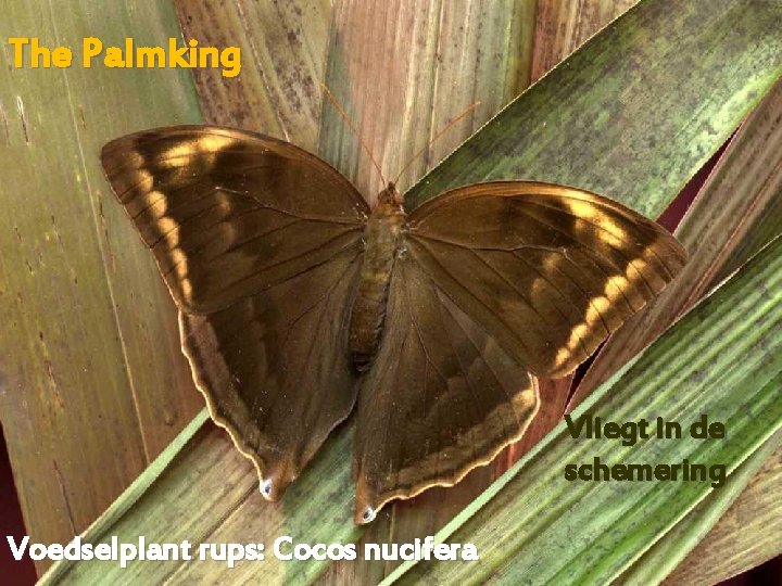 The Palmking Vliegt in de schemering Voedselplant rups: Cocos nucifera 