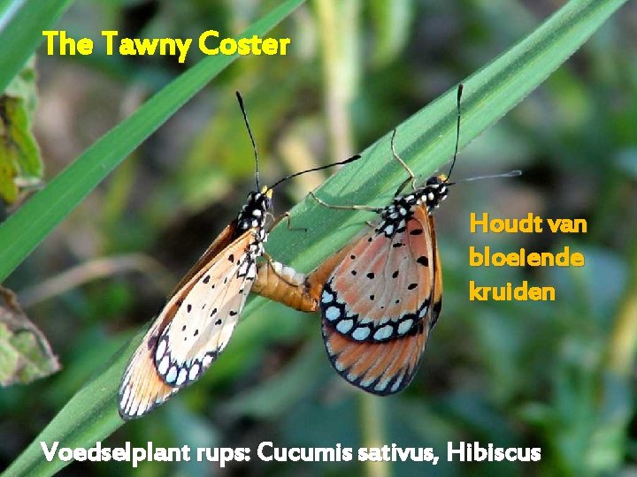 The Tawny Coster Houdt van bloeiende kruiden Voedselplant rups: Cucumis sativus, Hibiscus 