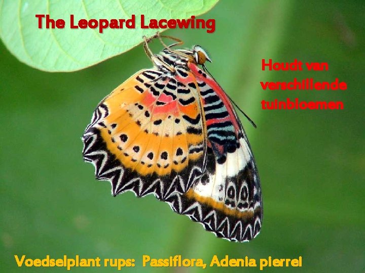 The Leopard Lacewing Houdt van verschillende tuinbloemen Voedselplant rups: Passiflora, Adenia pierrei 