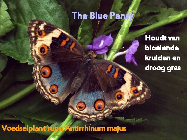The Blue Pansy Houdt van bloeiende kruiden en droog gras Voedselplant rups: Antirrhinum majus