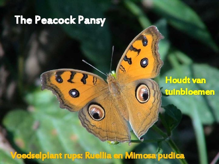 The Peacock Pansy Houdt van tuinbloemen Voedselplant rups: Ruellia en Mimosa pudica 