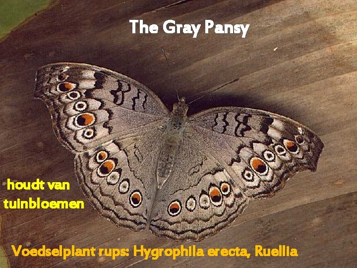 The Gray Pansy houdt van tuinbloemen Voedselplant rups: Hygrophila erecta, Ruellia 