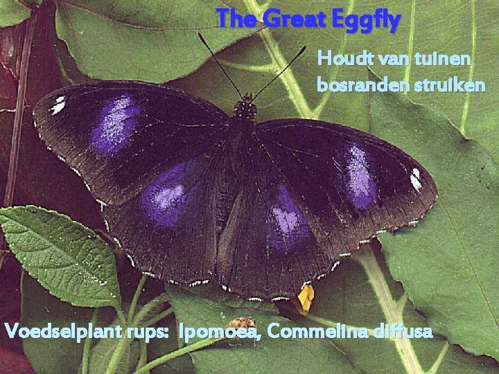 The Great Eggfly Houdt van tuinen bosranden struiken Voedselplant rups: Ipomoea, Commelina diffusa 