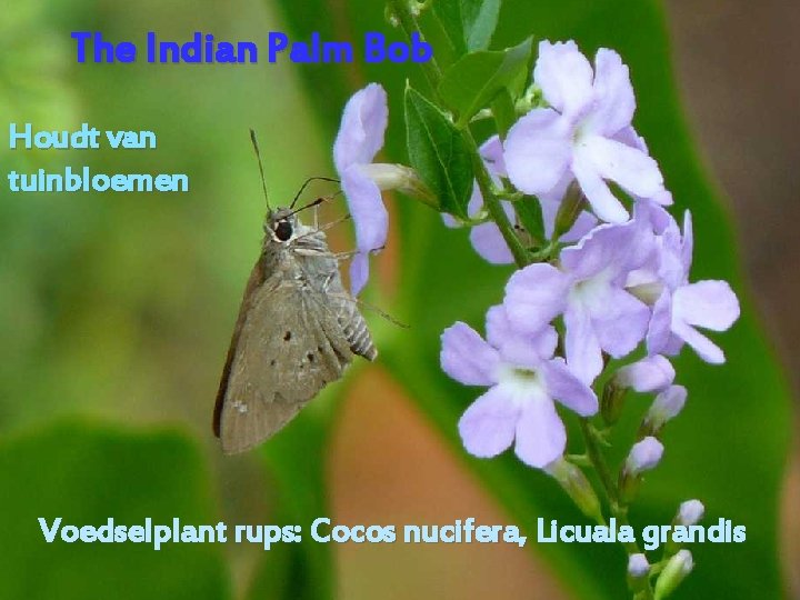 The Indian Palm Bob Houdt van tuinbloemen Voedselplant rups: Cocos nucifera, Licuala grandis 