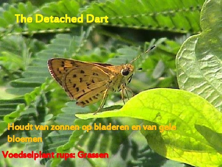 The Detached Dart Houdt van zonnen op bladeren en van gele bloemen Voedselplant rups: