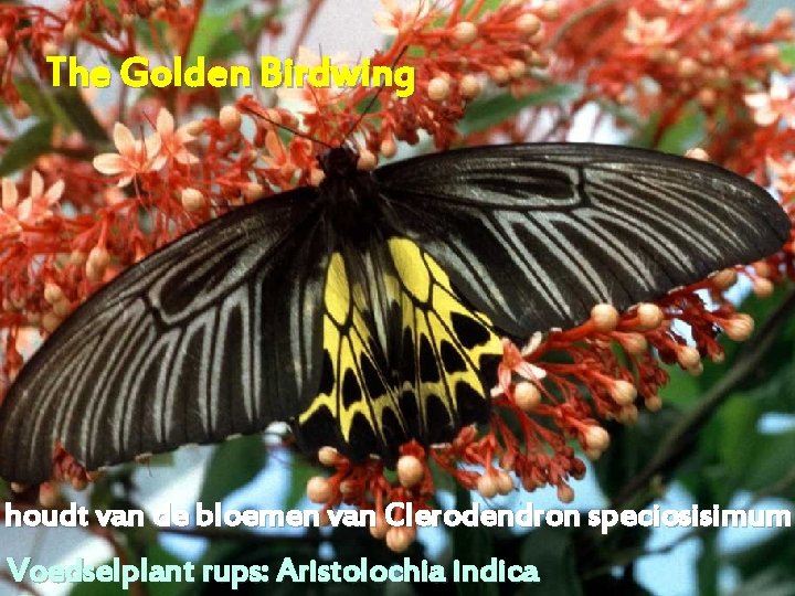 The Golden Birdwing houdt van de bloemen van Clerodendron speciosisimum Voedselplant rups: Aristolochia indica