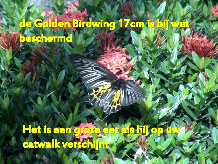 de Golden Birdwing 17 cm is bij wet beschermd Het is een grote eer