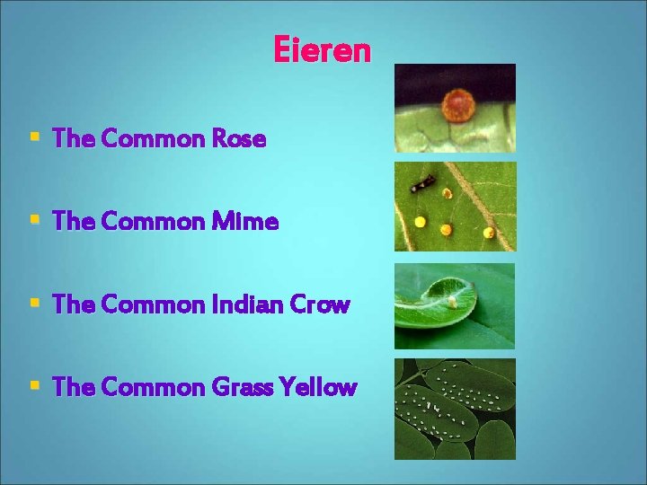 Eieren § The Common Rose § The Common Mime § The Common Indian Crow