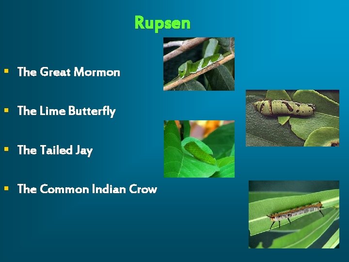 Rupsen § The Great Mormon § The Lime Butterfly § The Tailed Jay §
