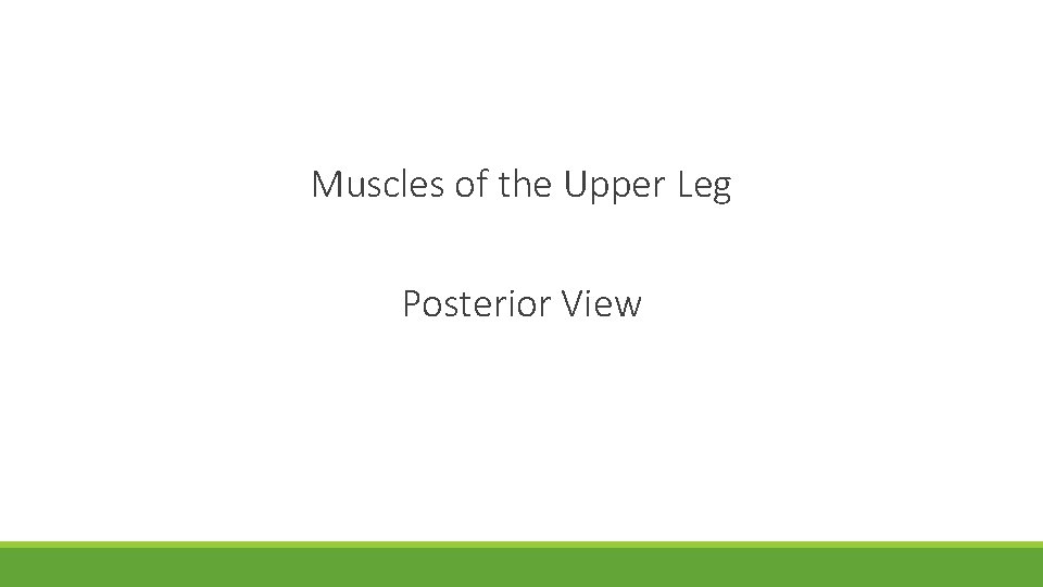Muscles of the Upper Leg Posterior View 