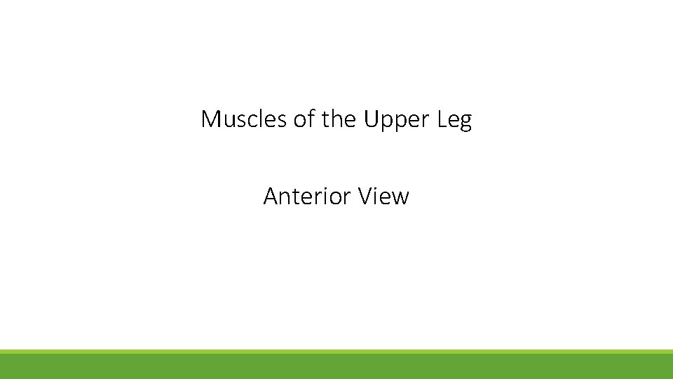Muscles of the Upper Leg Anterior View 