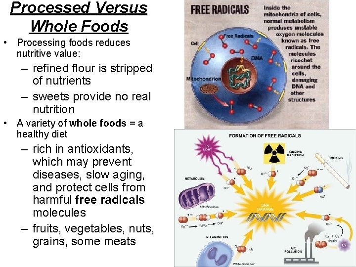 Processed Versus Whole Foods • Processing foods reduces nutritive value: – refined flour is