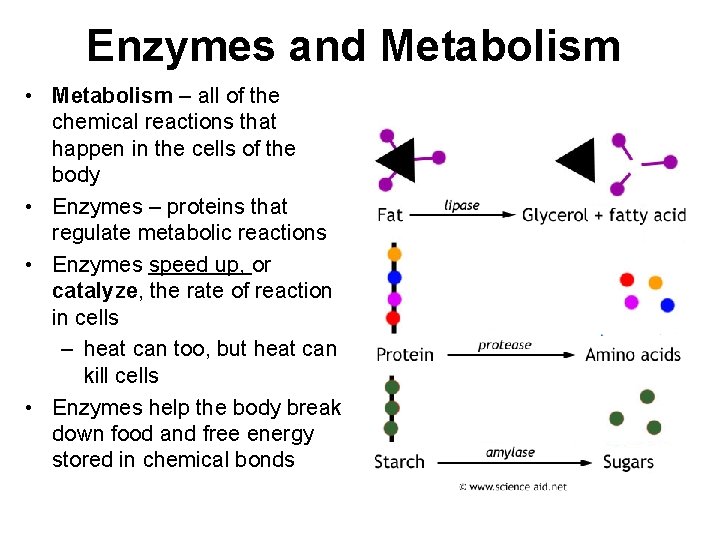 Enzymes and Metabolism • Metabolism – all of the chemical reactions that happen in