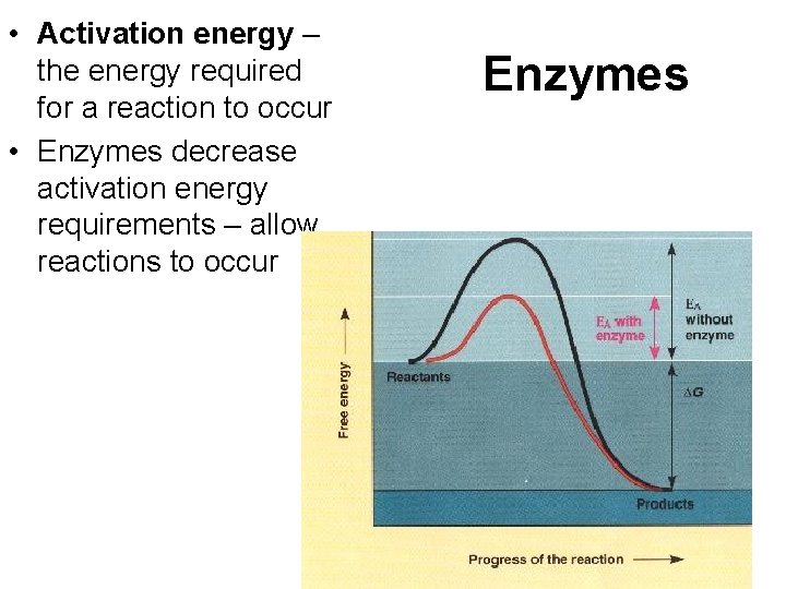  • Activation energy – the energy required for a reaction to occur •