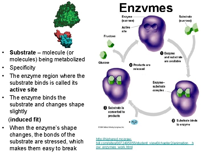 Enzymes • Substrate – molecule (or molecules) being metabolized • Specificity • The enzyme