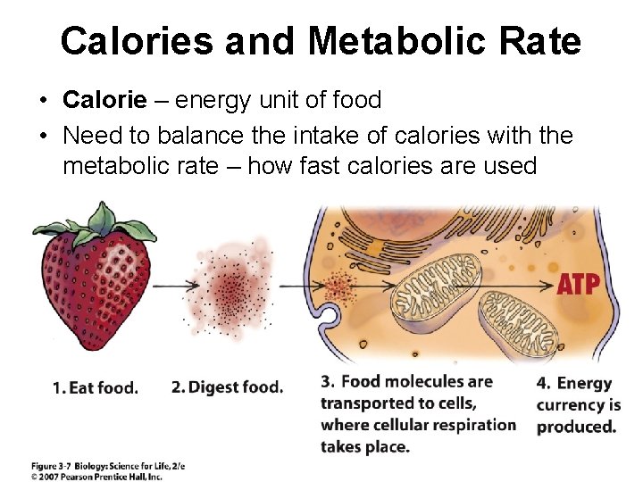 Calories and Metabolic Rate • Calorie – energy unit of food • Need to