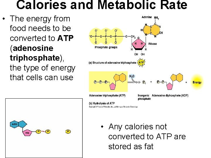 Calories and Metabolic Rate • The energy from food needs to be converted to