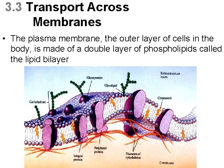 3. 3 Transport Across Membranes • The plasma membrane, the outer layer of cells