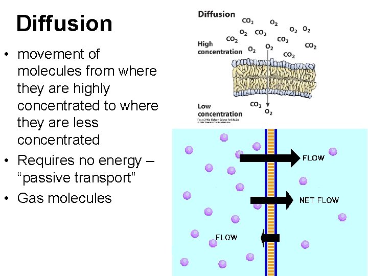 Diffusion • movement of molecules from where they are highly concentrated to where they