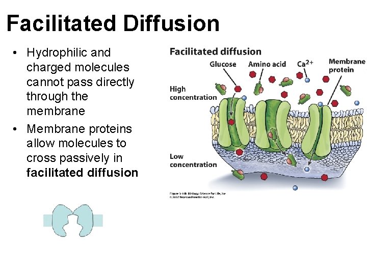 Facilitated Diffusion • Hydrophilic and charged molecules cannot pass directly through the membrane •