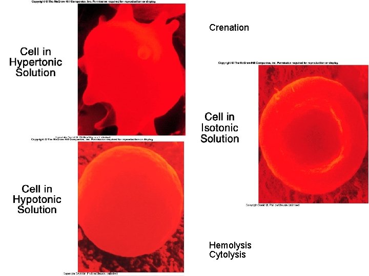 Crenation Hemolysis Cytolysis 