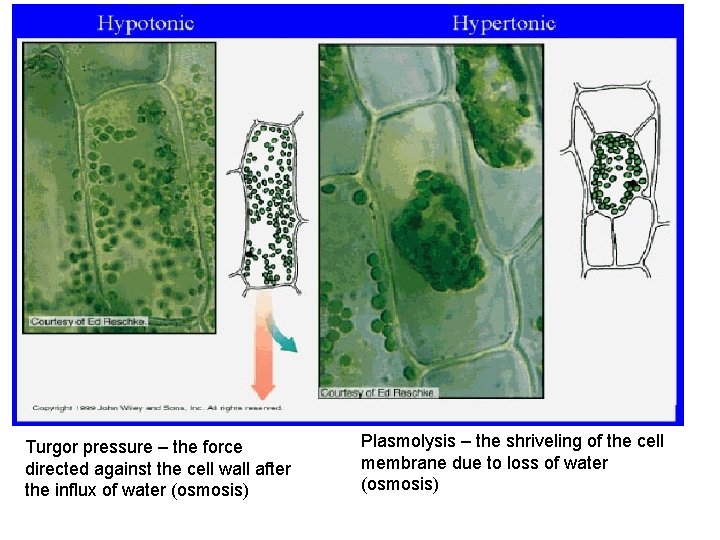 Turgor pressure – the force directed against the cell wall after the influx of