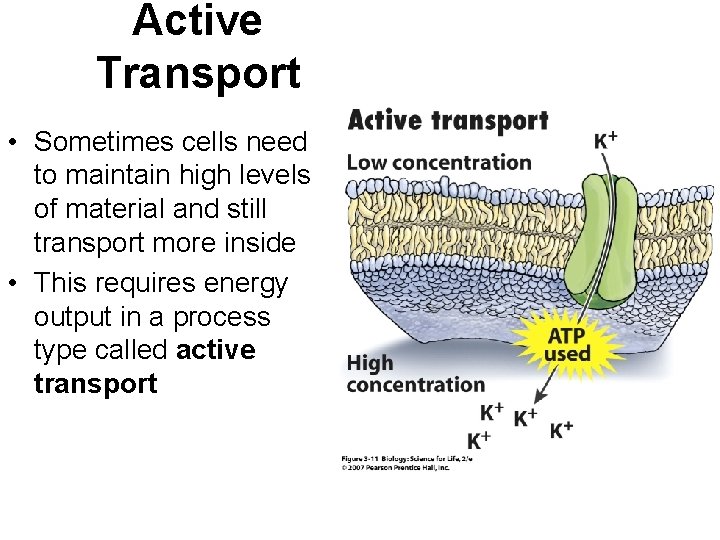 Active Transport • Sometimes cells need to maintain high levels of material and still