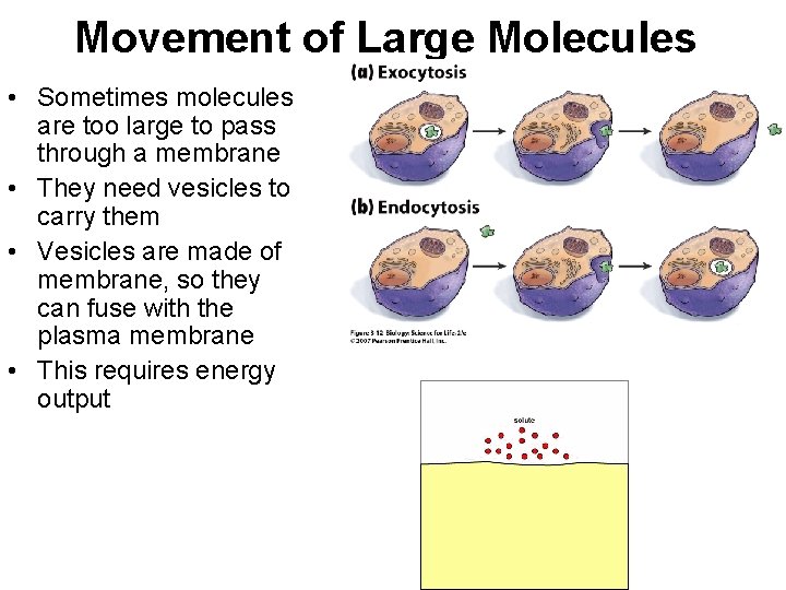 Movement of Large Molecules • Sometimes molecules are too large to pass through a