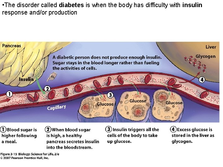  • The disorder called diabetes is when the body has difficulty with insulin