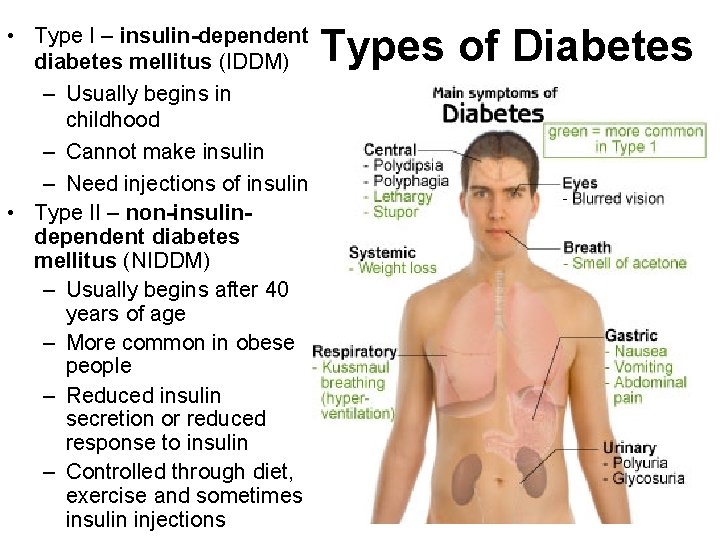  • Type I – insulin-dependent diabetes mellitus (IDDM) – Usually begins in childhood