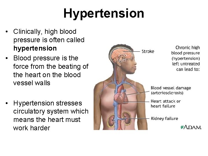 Hypertension • Clinically, high blood pressure is often called hypertension • Blood pressure is