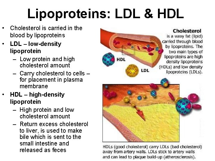 Lipoproteins: LDL & HDL • Cholesterol is carried in the blood by lipoproteins •