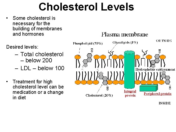 Cholesterol Levels • Some cholesterol is necessary for the building of membranes and hormones