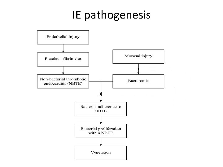 IE pathogenesis 