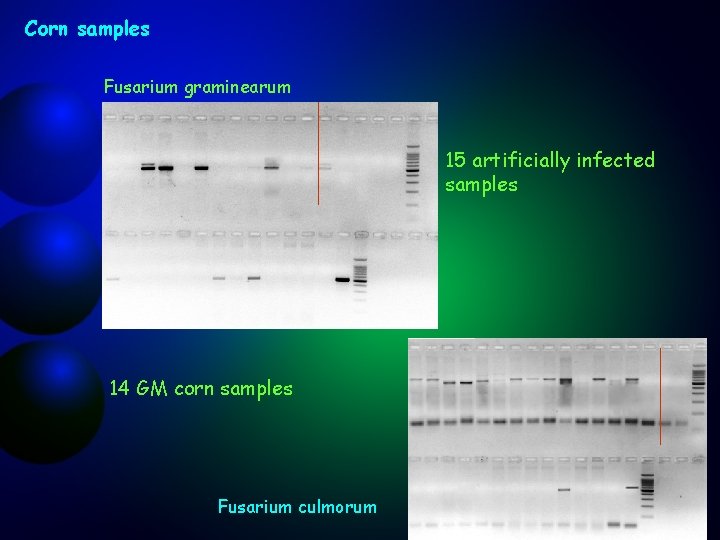 Corn samples Fusarium graminearum 15 artificially infected samples 14 GM corn samples Fusarium culmorum