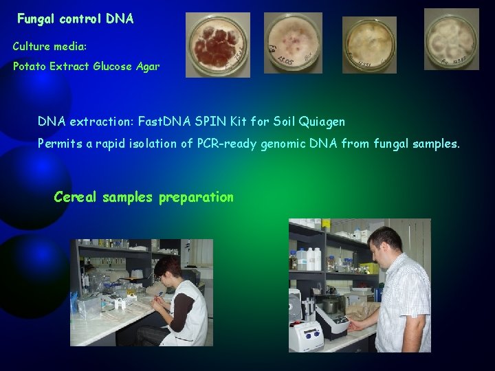 Fungal control DNA Culture media: Potato Extract Glucose Agar DNA extraction: Fast. DNA SPIN