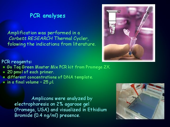 PCR analyses Amplification was performed in a Corbett RESEARCH Thermal Cycler, folowing the indications