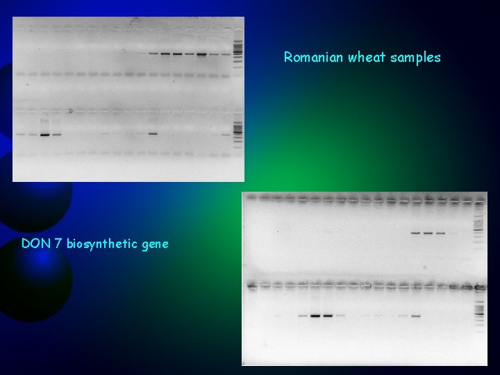 Romanian wheat samples DON 7 biosynthetic gene 