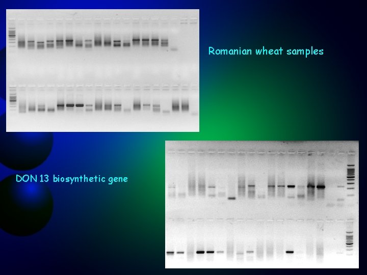 Romanian wheat samples DON 13 biosynthetic gene 